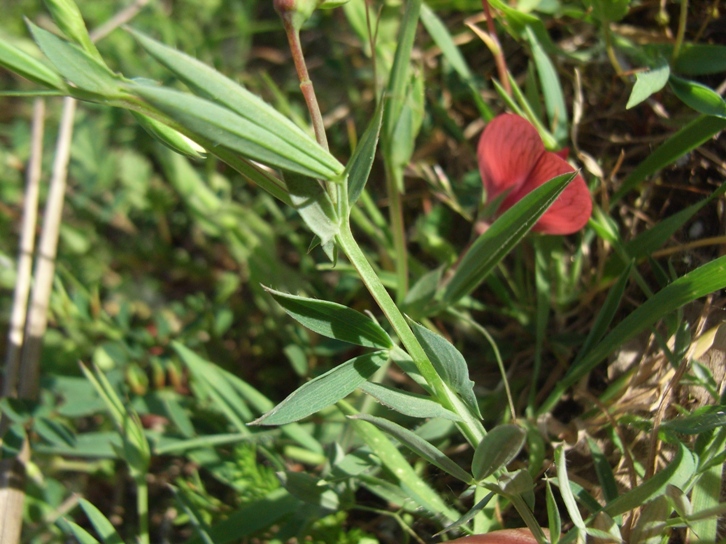 Lathyrus cicera