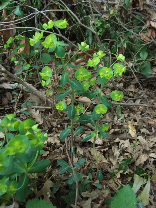 Euphorbia amygdaloides