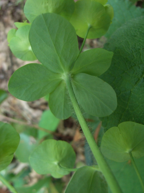 Euphorbia amygdaloides