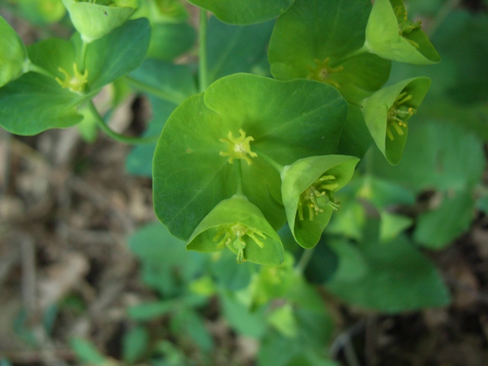 Euphorbia amygdaloides