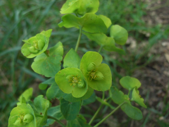 Euphorbia amygdaloides