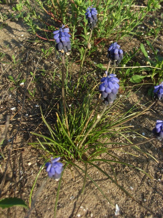 Muscari neglectum