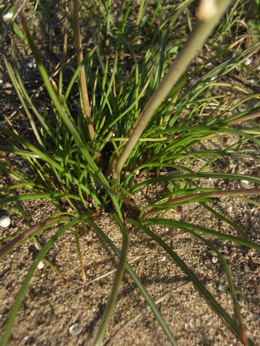 Muscari neglectum