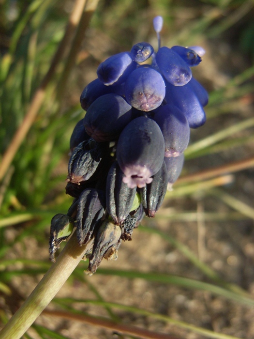 Muscari neglectum