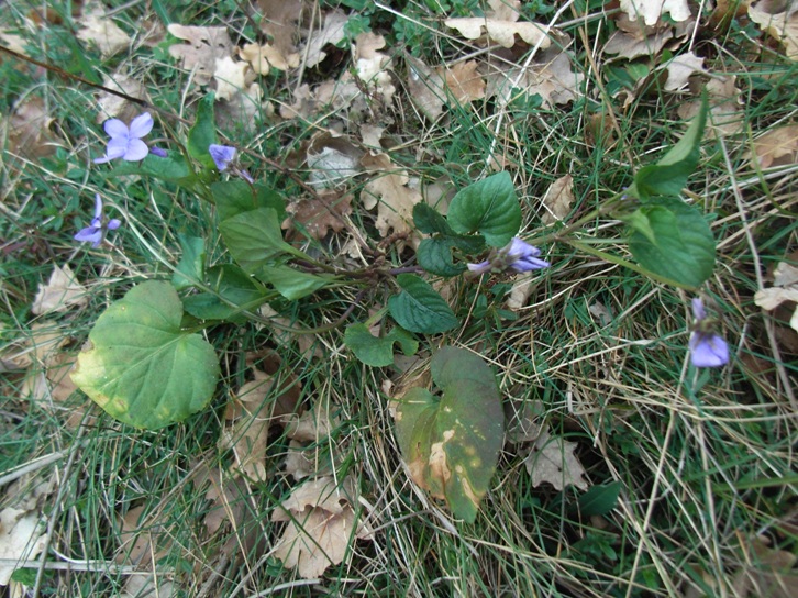 Viola reichenbachiana