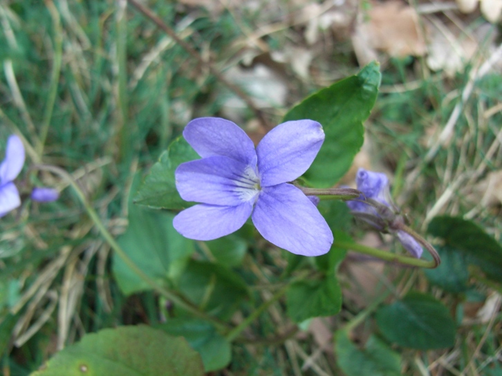 Viola reichenbachiana