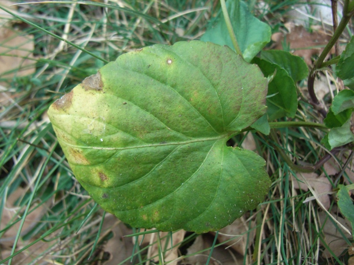 Viola reichenbachiana