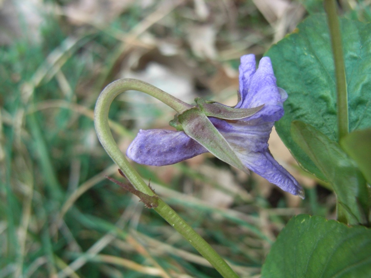 Viola reichenbachiana