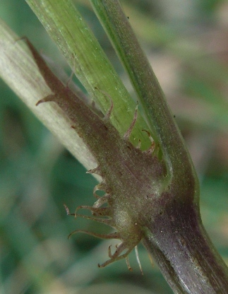 Viola reichenbachiana