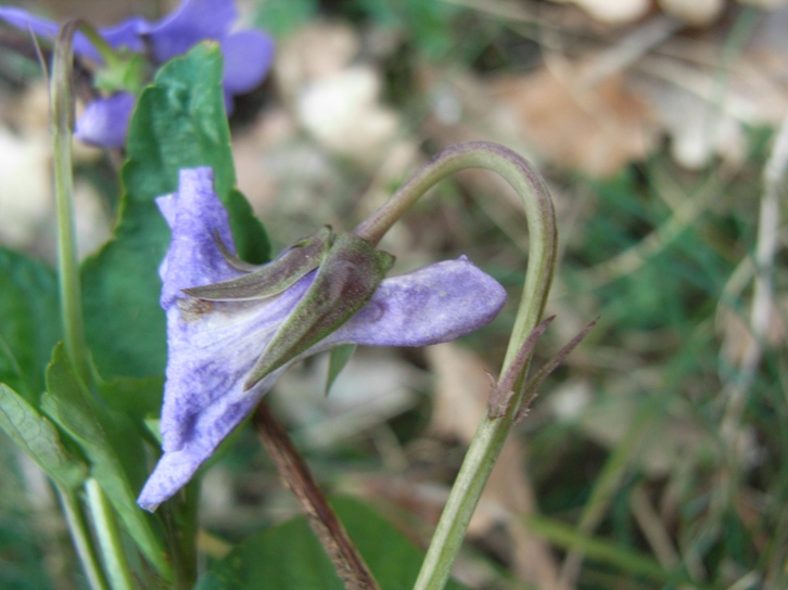 Viola reichenbachiana