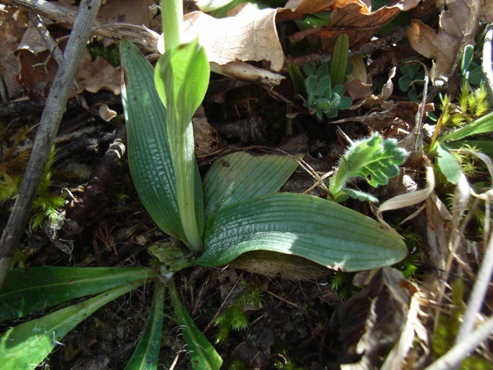 Ophrys sphecodes?