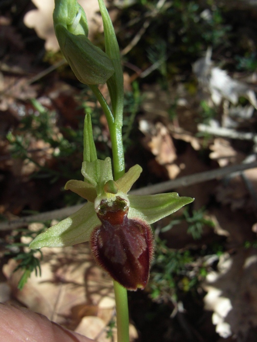 Ophrys sphecodes?