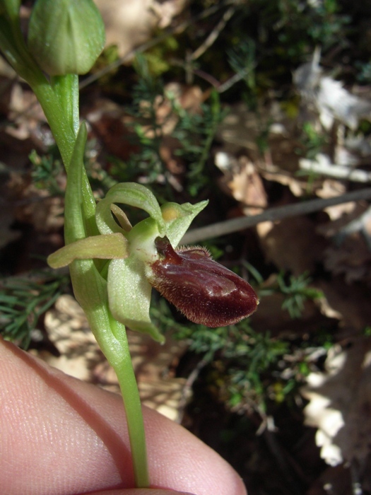 Ophrys sphecodes?