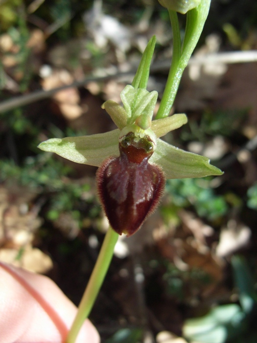 Ophrys sphecodes?