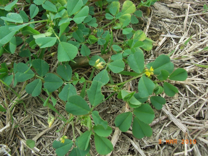 Medicago polymorpha / Erba medica polimorfa