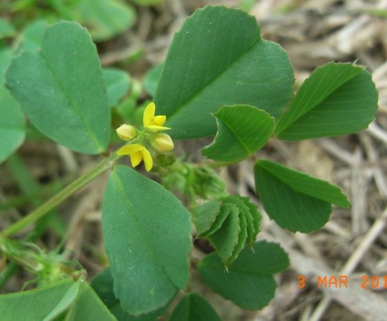 Medicago polymorpha / Erba medica polimorfa