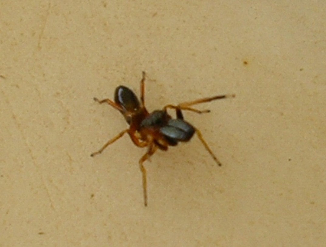 Myrmarachne formicaria