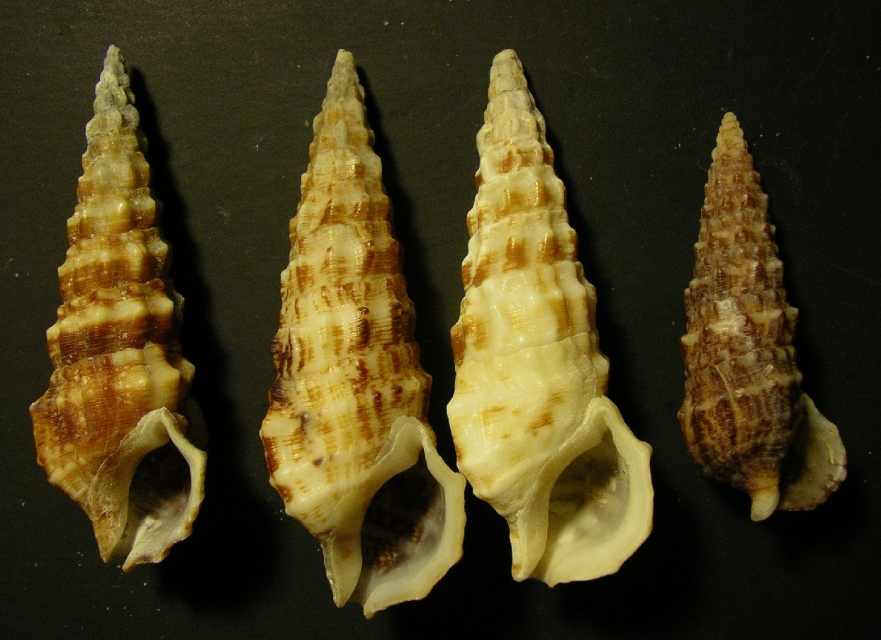 cerithium da ostia ... 2