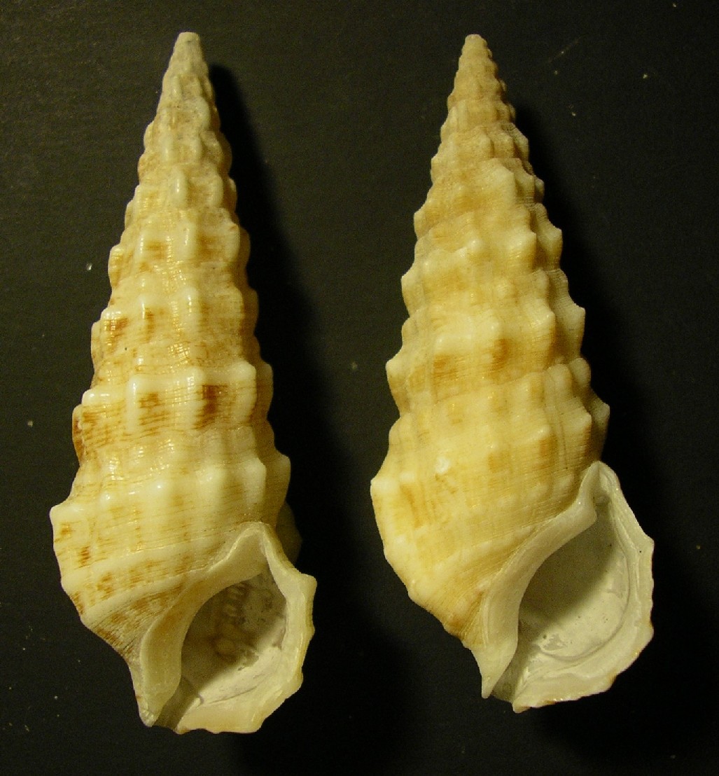 cerithium da ostia ... 3