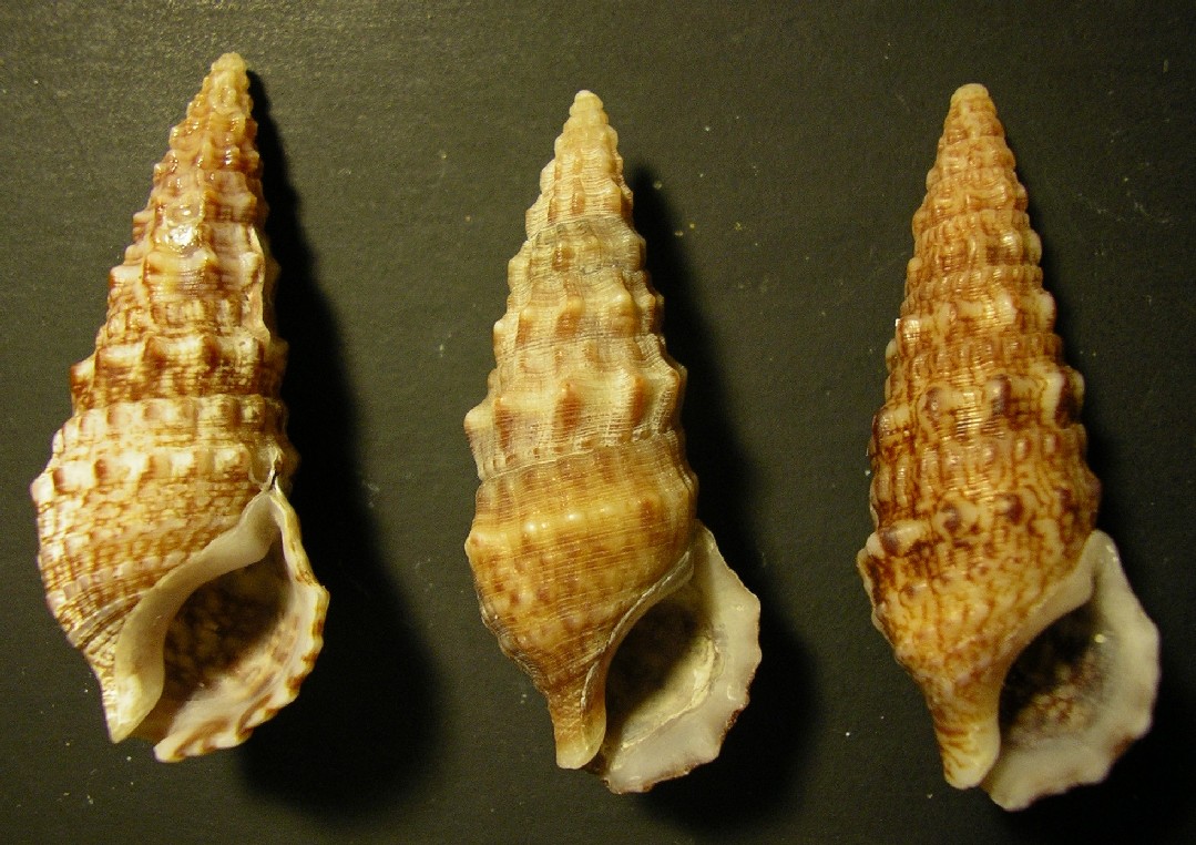 cerithium da ostia .... 4