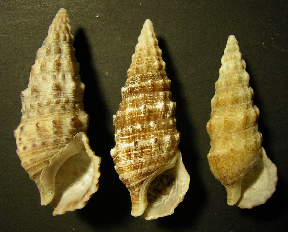 cerithium da ostia .... 5