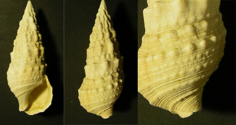 cerithium da ostia .... 7