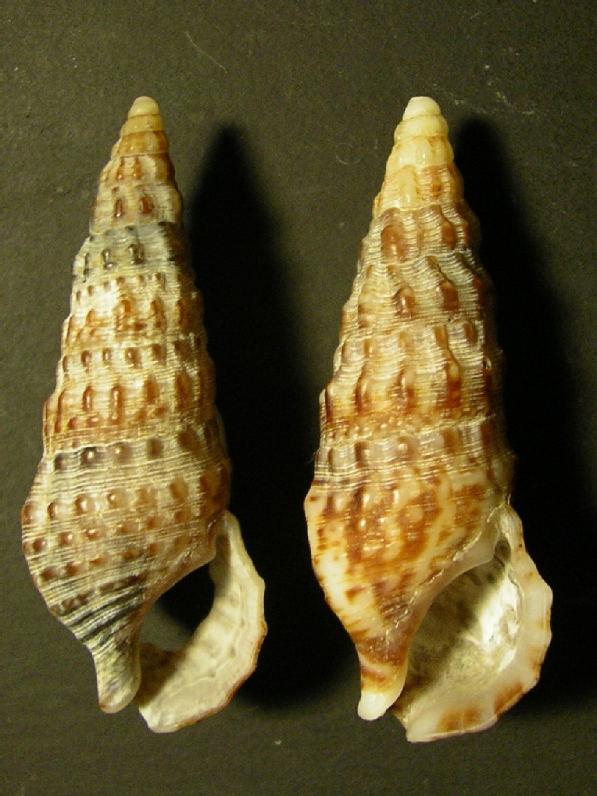 cerithium da ostia .... 8