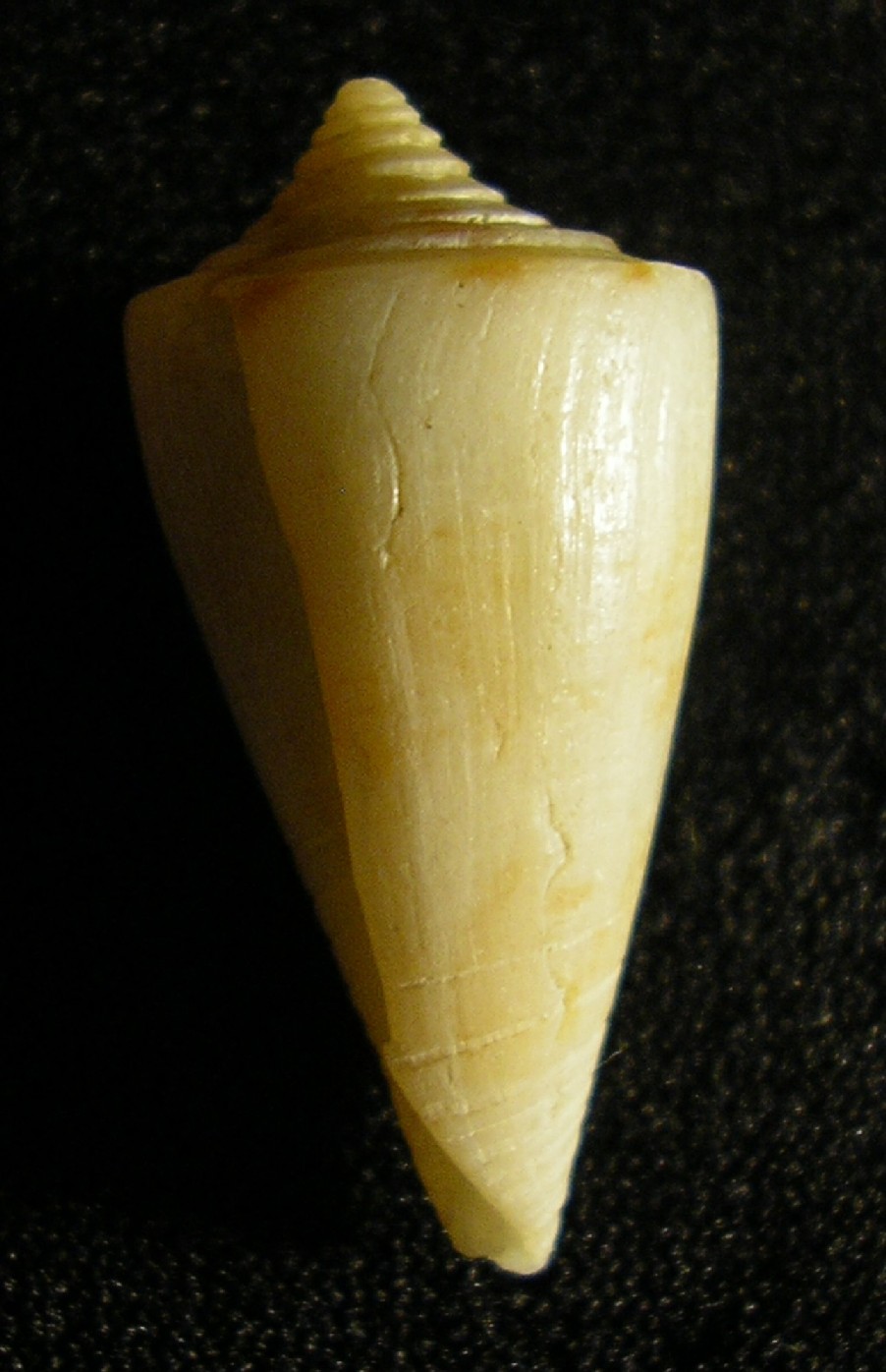 piccolo conus