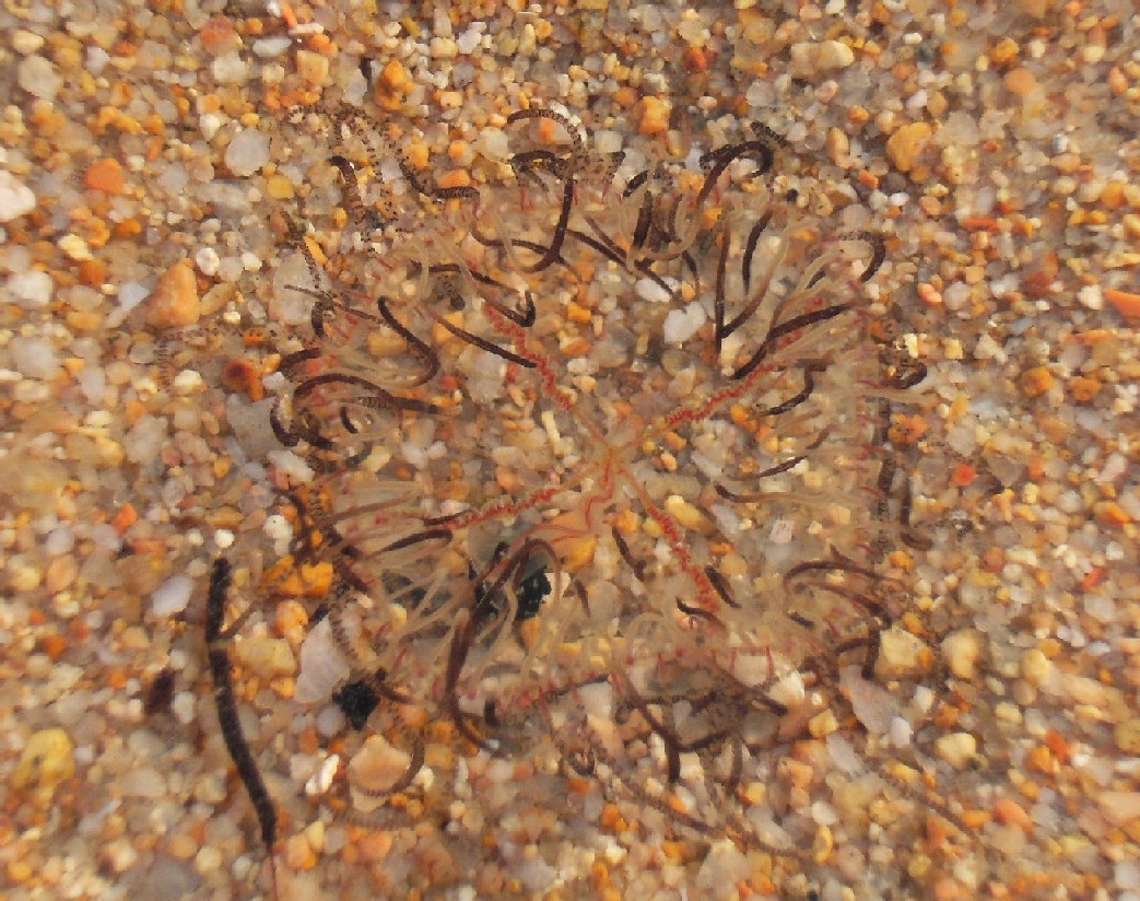 uno strano abitante del mare... Olindias phosphorica