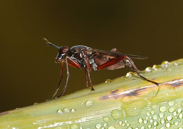 Sepedon sphegea  ( Sciomyzidae)