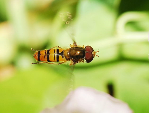 Galleria di insetti in volo