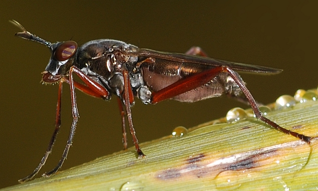 Sepedon sphegea  ( Sciomyzidae)