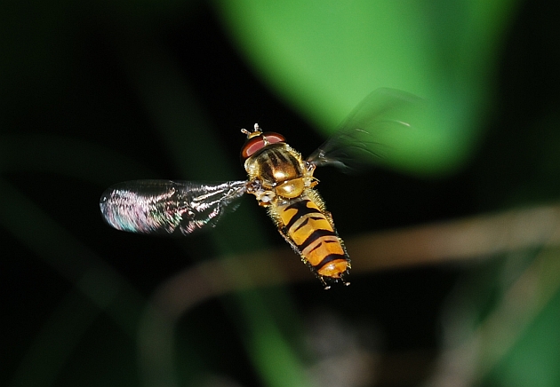 Galleria di insetti in volo