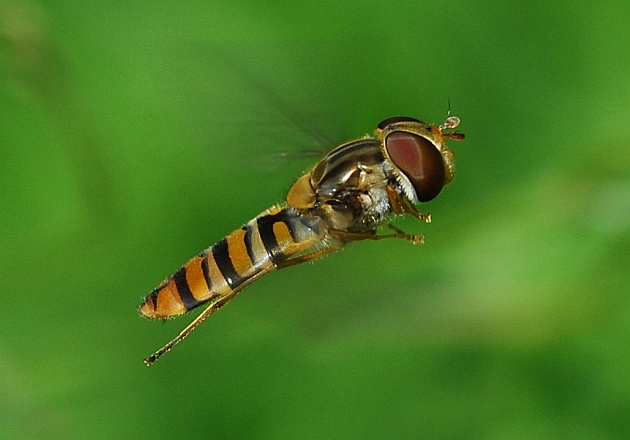 Galleria di insetti in volo