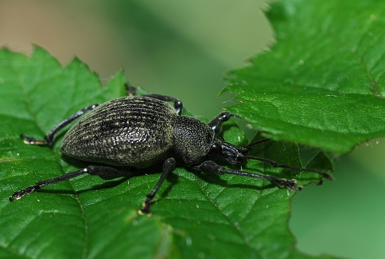 Othiorrynchus pseudonothus (= salicicola)
