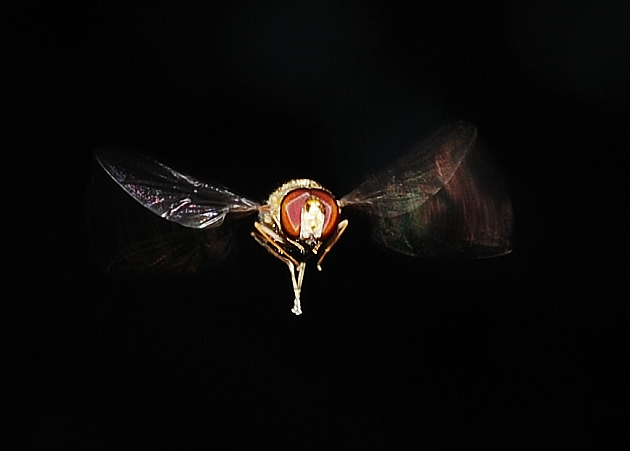 Galleria di insetti in volo