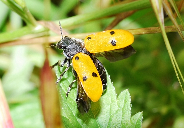 Galleria di insetti in volo