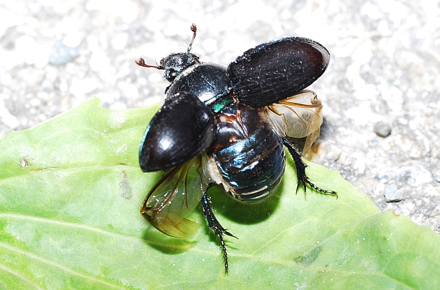 Galleria di insetti in volo