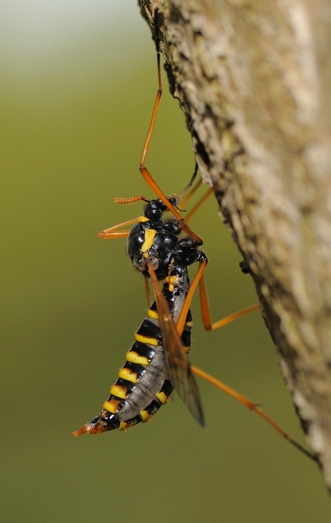 Femmina di Ctenophora (Tipulidae) in cerca di marito