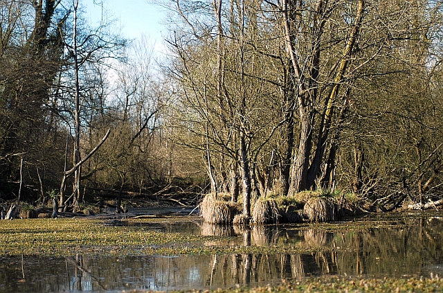 La Rana di Lataste