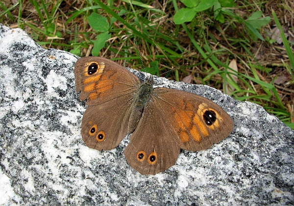 Boloria sp & Lasiommata ??