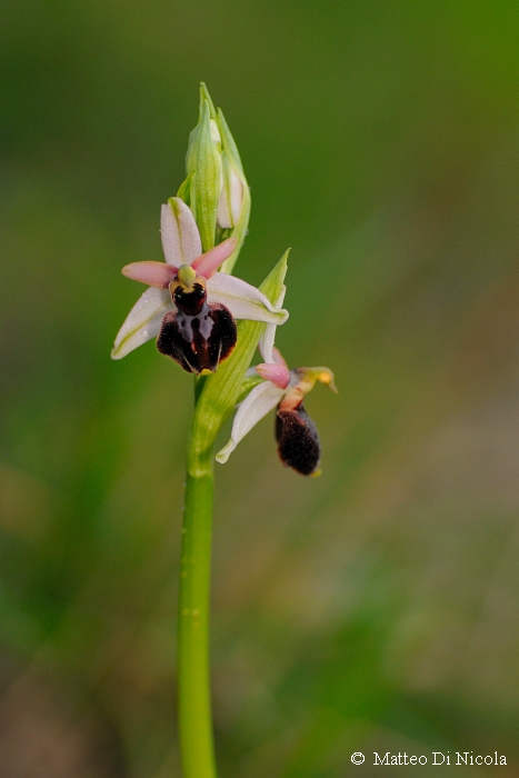 Ophrys tyrrhena