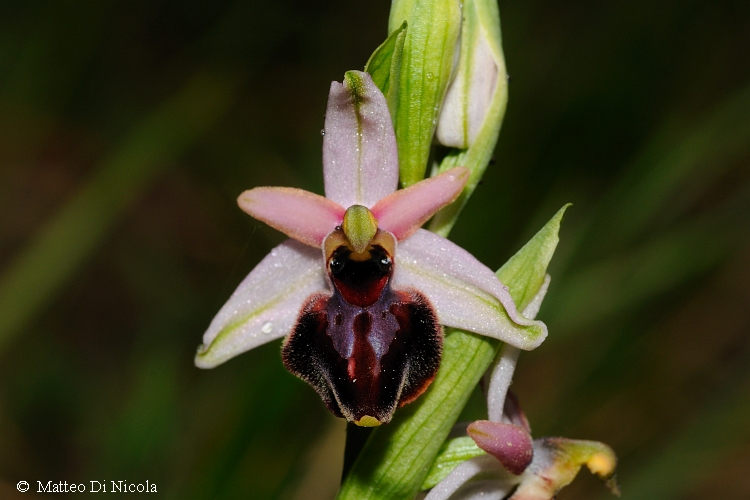 Ophrys tyrrhena