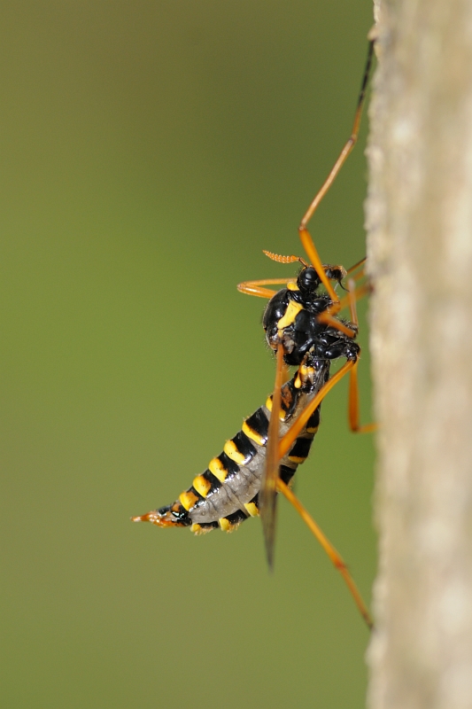 Femmina di Ctenophora (Tipulidae) in cerca di marito