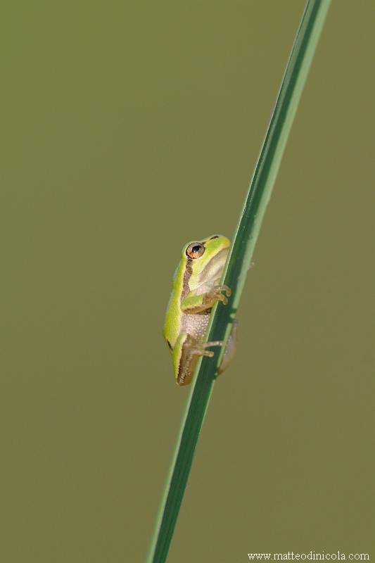 minuscola Hyla intermedia