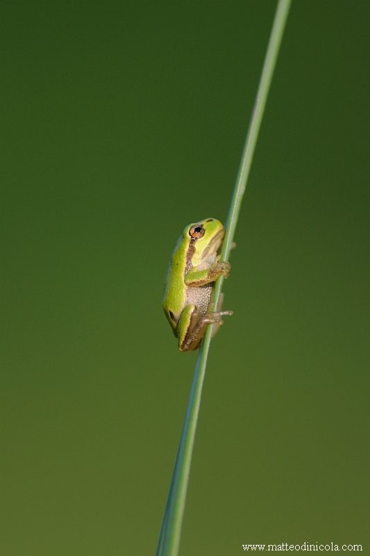 minuscola Hyla intermedia