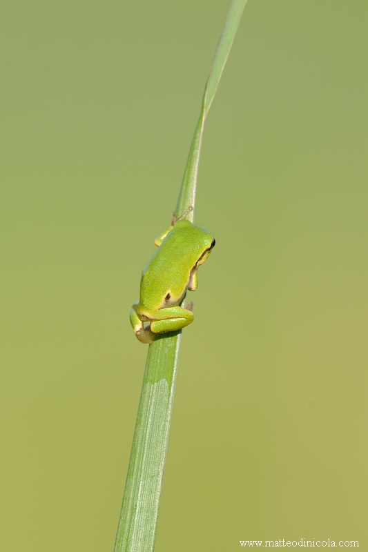 minuscola Hyla intermedia