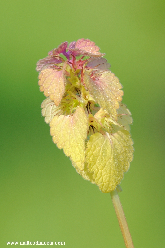 Lamium purpureum