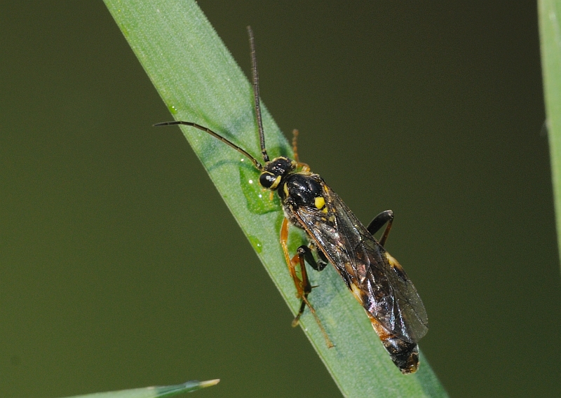 Tenthredopsis sp. (Tenthredinidae),