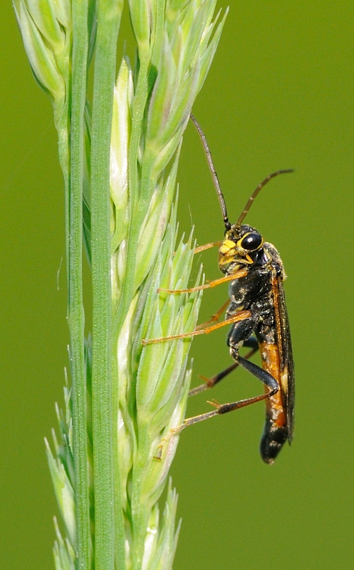 Tenthredopsis sp. (Tenthredinidae),